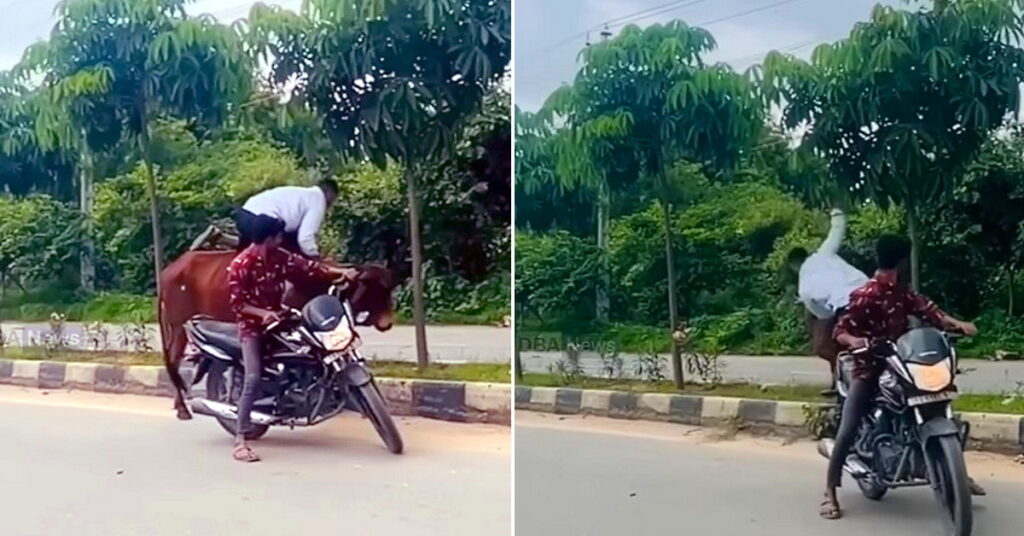 Taureau errant en Inde : l’homme risque tout pour le monter