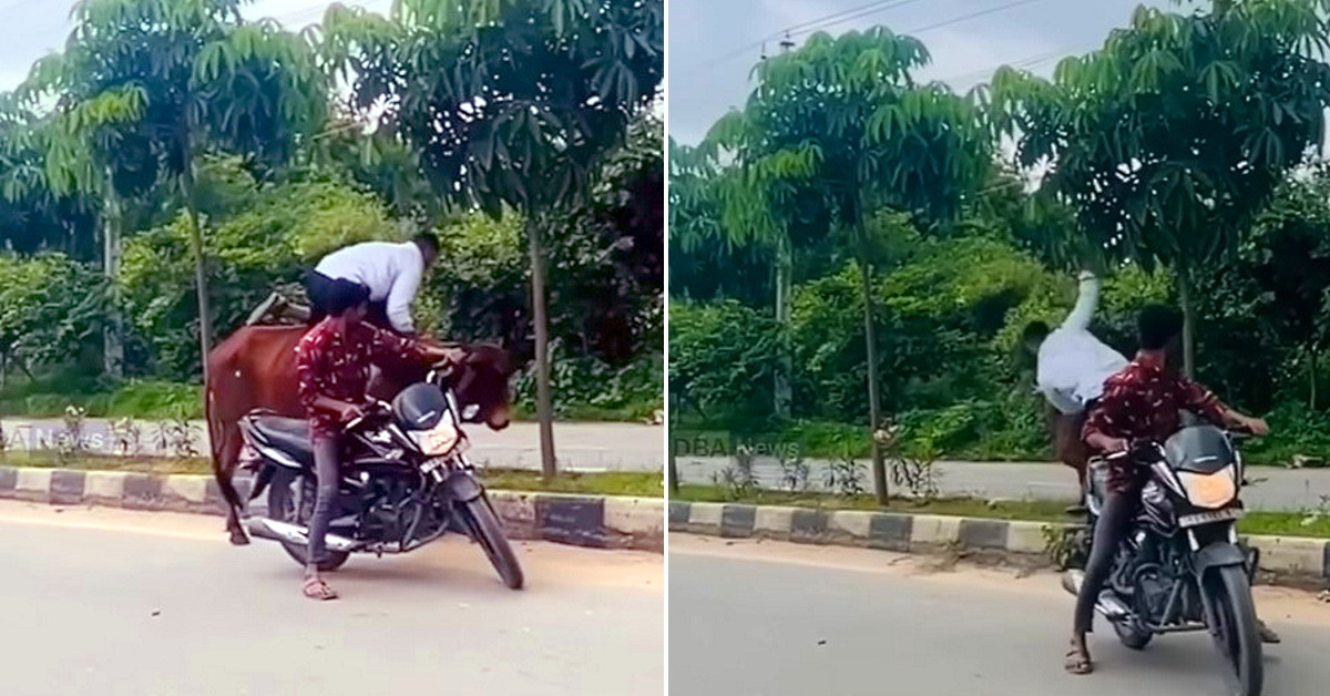 Taureau errant en Inde : l’homme risque tout pour le monter